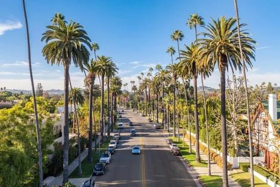 Palm-lined street in Beverly Hills