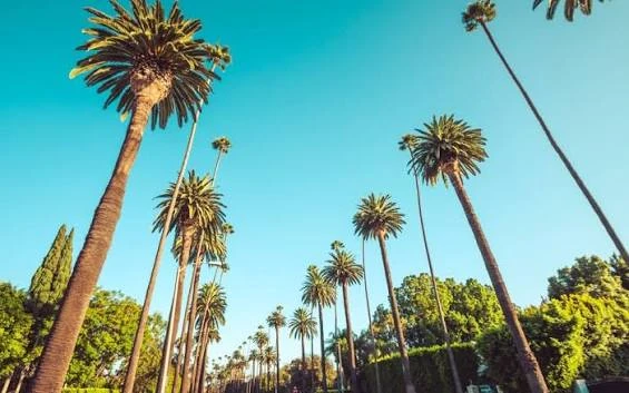 Towering palms against a blue Los Angeles sky