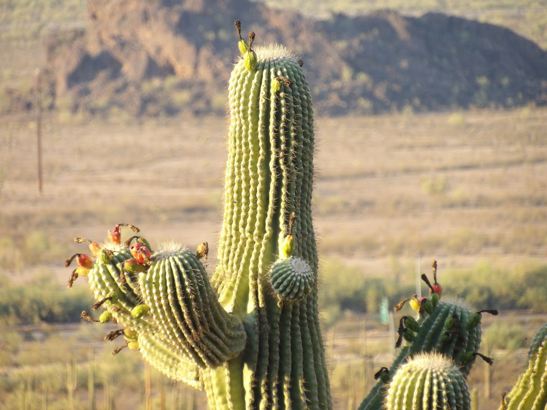 Queen Creek, Arizona